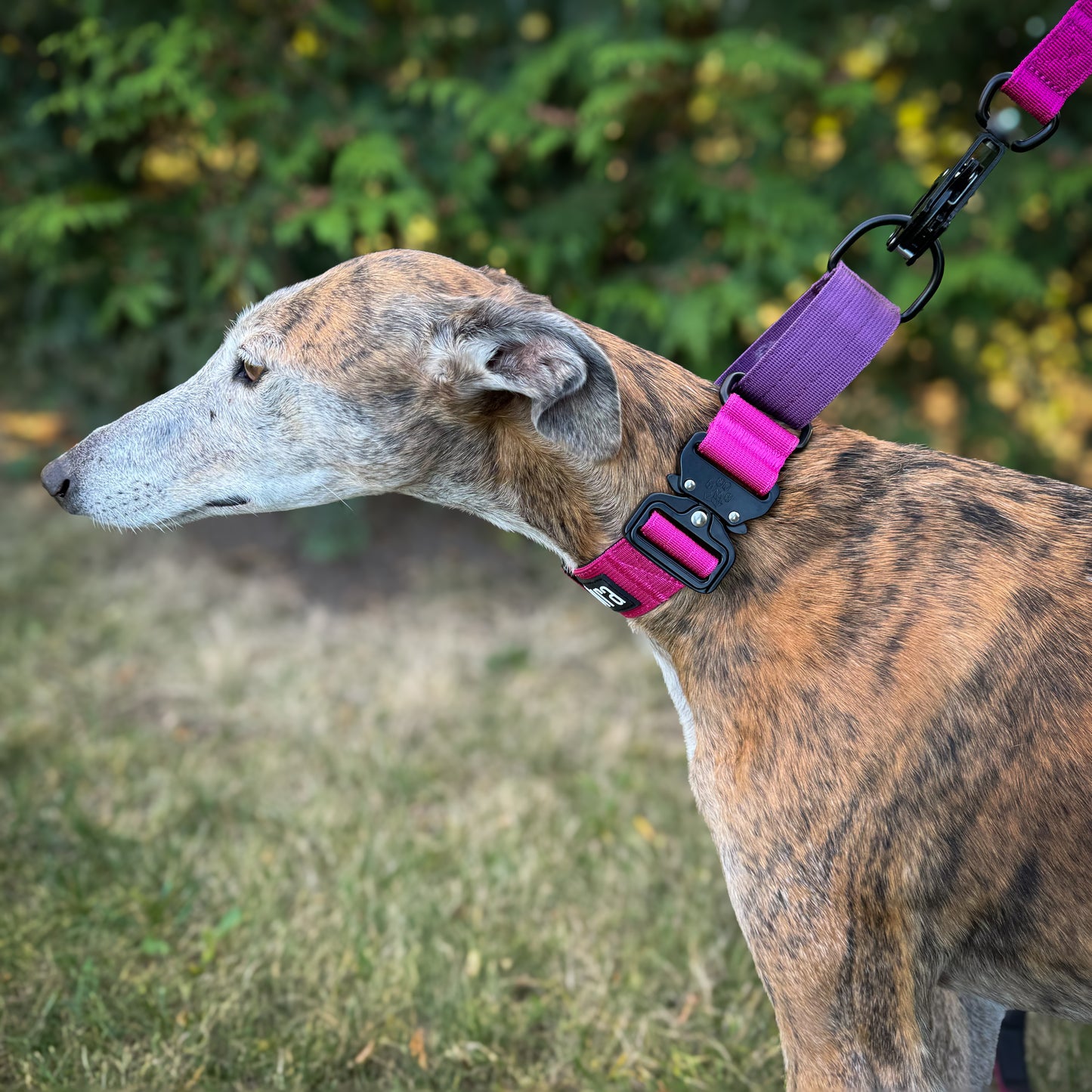 Elegant Gray & Pink Two Tone Martingale Dog Collar