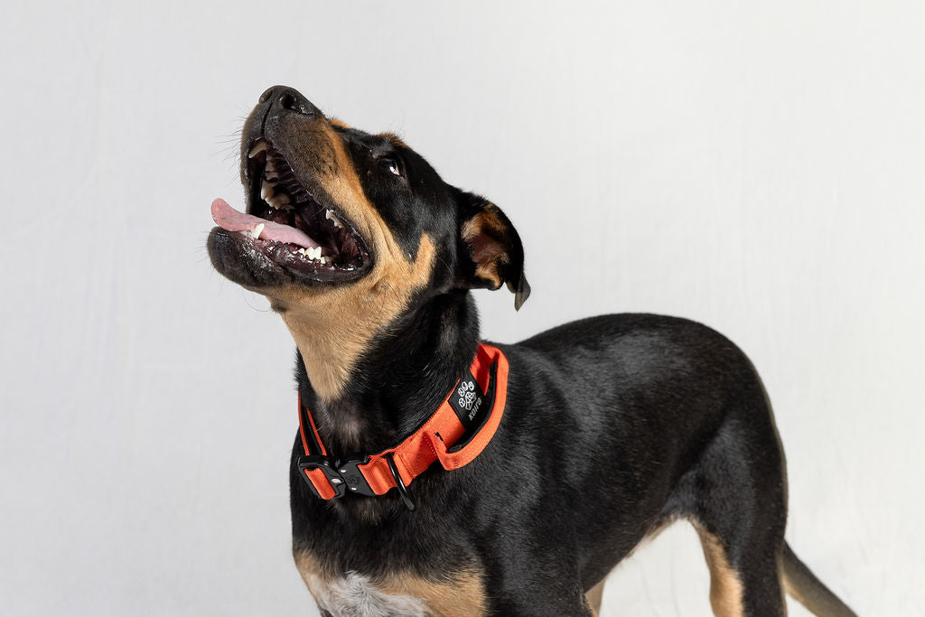 Gray Tactical Style Dog Collar