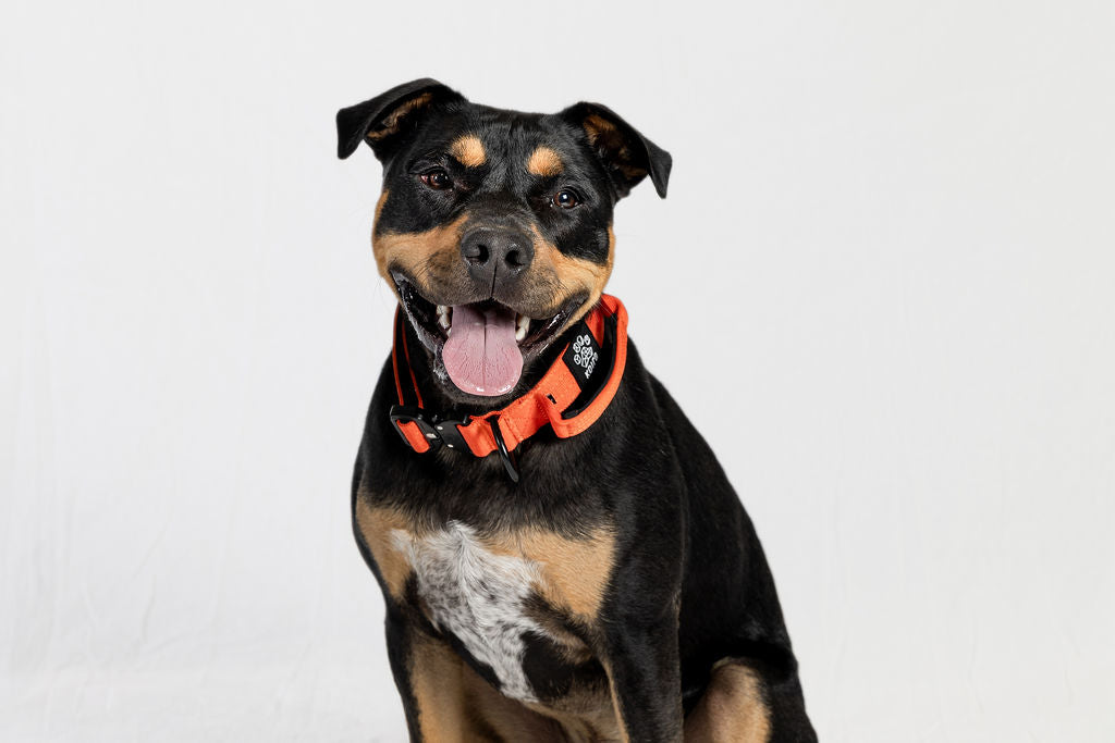 Purple Tactical Style Dog Collar