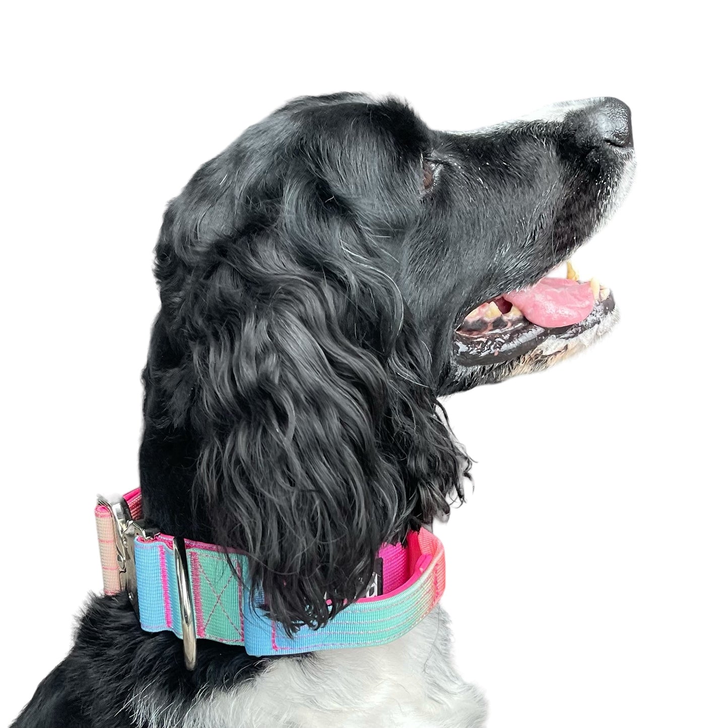 Tactical Dog Collar Rainbow Gradient (2"/ 5cm)