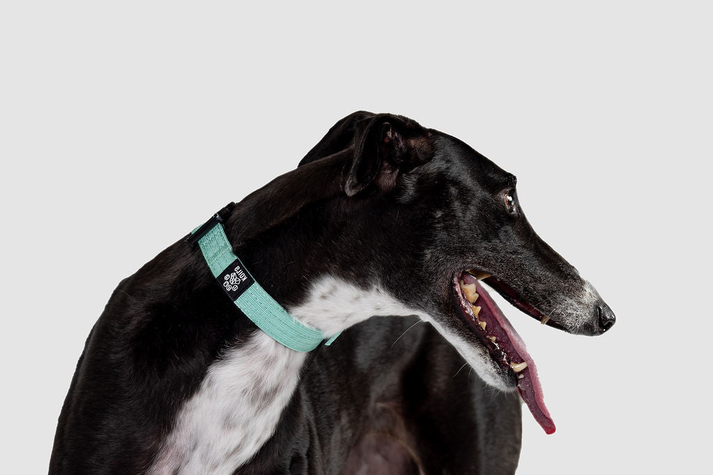 Yellow Koira Martingale Dog Collar – Essential Line