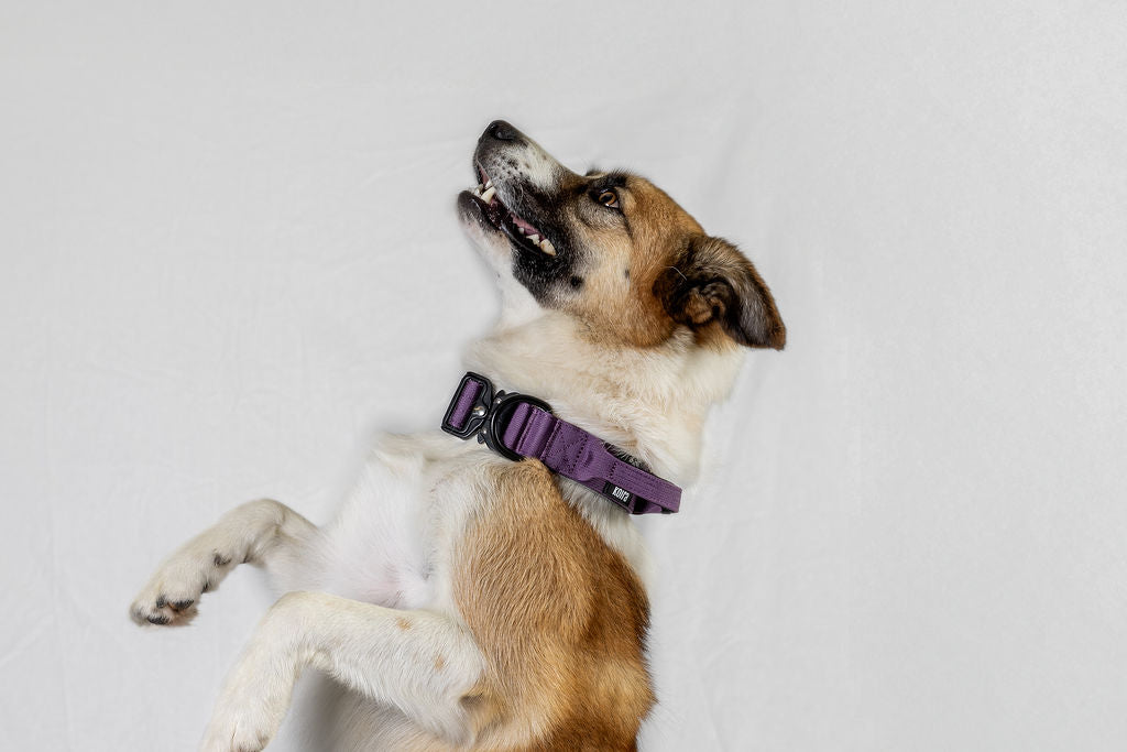 Gray Tactical Style Dog Collar – Koira