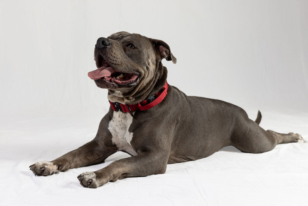 Gray Tactical Style Dog Collar – Koira
