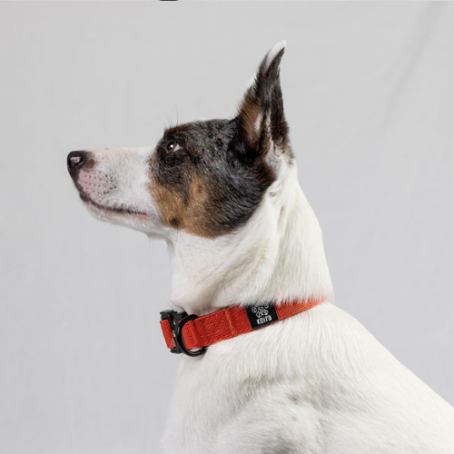 Durable Pink Nylon Dog Collar with Metal Buckle