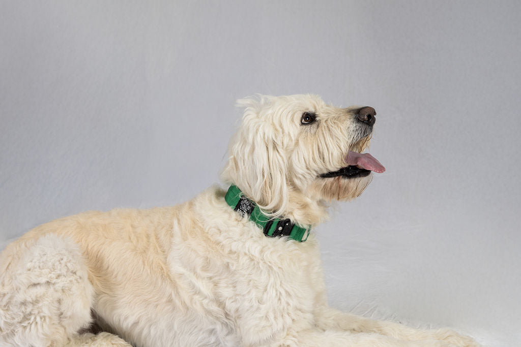 Black Koira Martingale Dog Collar – Essential Line