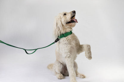 Durable Gray Nylon Dog Collar with Metal Buckle